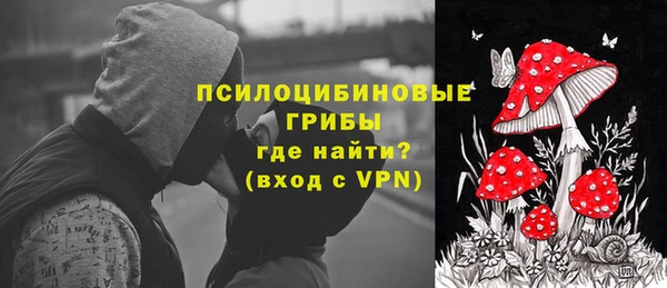 сатива Новозыбков